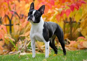 Meet the Boston Terrier - Learn about their playful and affectionate personality, and find reputable breeders to bring home this intelligent and charming companion!