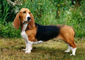 Fall in Love with the Gentle and Loyal Basset Artesien Normand - Find a Responsible Breeder and Add a Furry Friend to Your Family Today!