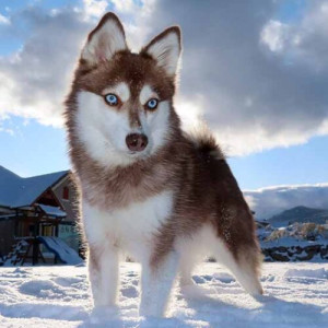 Discover the charming and compact Alaskan Klee Kai - a breed that's big on personality despite its small size. Learn more about this lively breed and find reputable Alaskan Klee Kai breeders to add a new member to your family.