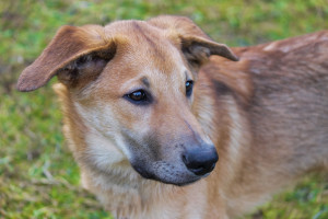 Meet the Chinook - a friendly, gentle and intelligent breed that is perfect for families who love the outdoors! With their thick, plush coat and muscular build, Chinooks are well-suited for cold weather and are excellent sled dogs. They're also loyal, affectionate companions who are always eager to please their owners. If you're looking for a dog that's great with children and loves to play, consider the Chinook! Check out our list of reputable Chinook breeders to find your perfect furry companion.