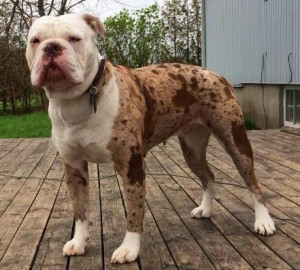 Introducing the unique and captivating Alapaha Blue Blood Bulldog - a breed with a distinct appearance and a fierce loyalty to its family. Explore more about this fascinating breed and connect with reputable Alapaha Blue Blood Bulldog breeders to bring home your new companion.
