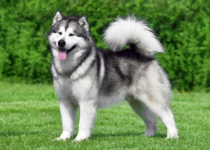 Meet the majestic and hardworking Alaskan Malamute - a breed that's as devoted as it is strong. Explore more about this impressive breed and connect with reputable Alaskan Malamute breeders to bring home your new furry companion.