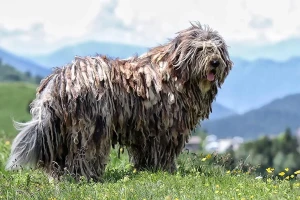 Meet the Magnificent Bergamasco - Learn about their unique coat and find reputable breeders to bring home this loyal and affectionate dog!