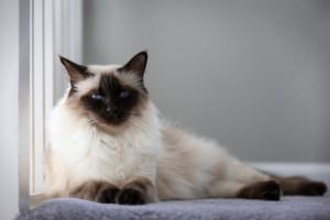Meet the Elegant and Affectionate Balinese Cat - Browse our List of Reputable Breeders to Find Your Furry Companion