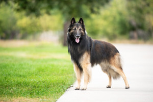 Discover the Dazzling Belgian Tervuren - Learn about their athleticism and intelligence, and find responsible breeders to bring home your new companion!