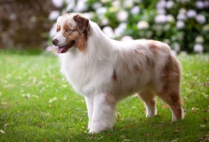 Experience the Exceptional Energy and Intelligence of Australian Shepherds: Your Adventure Begins with Our Trusted Australian Shepherd Breeders. Explore our Resourceful Website for Comprehensive Information and Connect with Reputable Breeders to Find Your Perfect Aussie Companion!