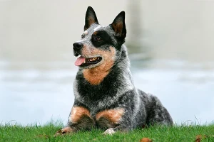 Discover the Active and Intelligent Australian Cattle Dog - Connect with Top Breeders to Find Your New Working or Companion Canine on Our Site