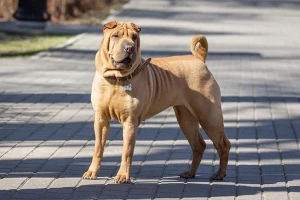 Meet the Chinese Shar-Pei, a breed with a distinctive wrinkly appearance and a loyal personality. Browse our list of reputable breeders to find your perfect companion.