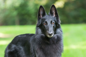 Discover the Graceful Belgian Sheepdog - Learn about their loyal temperament and find trusted breeders to bring home your new furry friend!