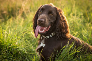 Meet the charming Boykin Spaniel - a versatile hunting companion and loyal family dog. Browse our list of reputable Boykin Spaniel breeders to find your new furry friend!