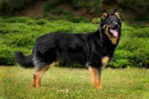 Discover the Beauty of the Bohemian Shepherd - Learn about their strong work ethic and loyal personality, and find responsible breeders to bring home this intelligent and devoted dog!