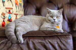 Meet the British Shorthair - a charming feline with a plush coat and a loving personality. Find your perfect companion from our list of reputable British Shorthair breeders.