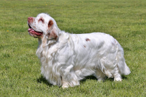 Looking for a loyal and devoted companion? Look no further than the Clumber Spaniel! These dogs are known for their affectionate nature and their love of human companionship, and they thrive in households where they can receive plenty of attention and love. If you're interested in bringing a Clumber Spaniel into your life, browse our list of reputable breeders to find your perfect match.