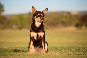 Unleash the Unmatched Agility and Intelligence of Australian Kelpies: Explore Our Comprehensive Website for Valuable Information and Connect with Reputable Australian Kelpie Breeders. Find Your Perfect Canine Partner and Embark on Adventures Together!