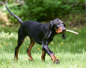 Experience the Beauty of the Black and Tan Coonhound - Learn about their exceptional hunting skills and friendly nature, and find reputable breeders to bring home this loyal and adventurous dog!