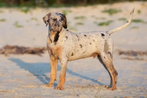 Meet the beautiful and versatile Catahoula Leopard Dog - a true southern belle with a spotted coat and a loyal heart. Find reputable Catahoula Leopard Dog breeders and learn more about this unique breed on our website.