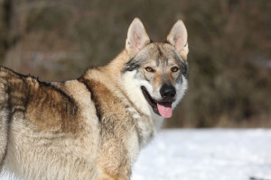 Meet the Czechoslovakian Wolfdog, a loyal and fearless canine with a wolf-like appearance. Bred for their incredible stamina and versatility, these dogs excel in various activities like tracking, obedience, and agility. If you're looking for a unique and intelligent companion, browse our list of reputable Czechoslovakian Wolfdog breeders today!