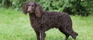 Celebrate the American Water Spaniel: Uncover Top Breeders and Invaluable Insights on this Versatile Canine Companion!