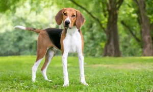 Experience the thrill of the chase with the American Foxhound - a loyal and energetic hunting breed! Connect with reputable breeders to find your new adventure companion.