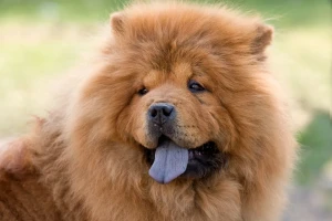 Looking for a loyal and protective companion? Consider the Chow Chow! These dogs are fiercely devoted to their families and make excellent guard dogs. Browse our list of Chow Chow breeders to find your perfect match.