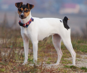 Meet the lively and loyal Brazilian Terrier - a true symbol of Brazil's spirit! These energetic dogs are known for their intelligence, bravery, and love for their owners. Our breeders are dedicated to maintaining the breed's health and temperament, so you can bring home a healthy and happy companion for life. Check out our list of Brazilian Terrier breeders today!
