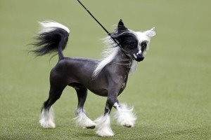 Uniquely Adorable: Meet the Chinese Crested - a playful and affectionate breed that will steal your heart with its quirky personality and unique appearance. Check out our list of reputable Chinese Crested breeders and find your perfect match today!