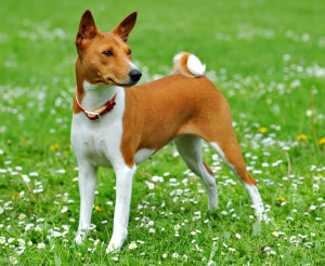 Meet the Basenji - A Unique and Lively Companion - Browse Our List of Reputable Breeders to Find Your Perfect Match!
