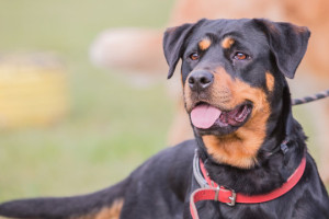 Discover the regal and majestic Beauceron - a French herding breed with a powerful presence and unwavering loyalty. Learn about their history, temperament, and training needs, and find responsible breeders who prioritize the health and welfare of their dogs on our website.