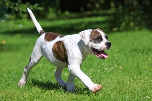 Discover the strong and loyal American Bulldog - a breed with a big heart and an unwavering devotion to its family. Learn more about this impressive breed and connect with reputable American Bulldog breeders to bring home your new furry best friend.
