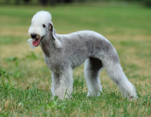 Introducing the Bedlington Terrier - a unique breed with a distinctive lamb-like appearance and a spunky personality. Learn about their history, temperament, and care needs, and find reputable breeders who prioritize the health and happiness of their dogs on our website.