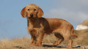 Discover the delightful Basset Fauve de Bretagne - A lively and charming hound with a warm personality! Find your perfect match among our list of trusted breeders.