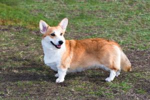 Fall in love with the charming Cardigan Welsh Corgi! Browse our list of reputable breeders and learn more about this intelligent and loyal companion.