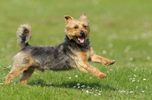 Australian Terrier: A Spirited Companion with a Big Personality. Delve into the World of Azawakh Breeders and Find Your Ideal Canine Companion Today!