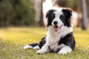 Discover the Brilliance of the Border Collie - Learn about their exceptional intelligence and work ethic, and find reputable breeders to bring home this loyal and energetic dog!