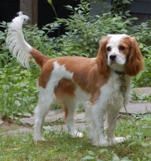 Meet the charming Cockalier - a designer dog that's a cross between a Cocker Spaniel and a Cavalier King Charles Spaniel. This friendly and affectionate pup loves nothing more than spending time with its humans, cuddling up on the couch or playing in the yard. If you're looking for a loyal and easy-to-train companion, look no further than the Cockalier. Find reputable breeders and learn more about this delightful breed on our website.