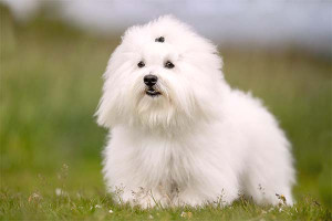 Meet the charming and affectionate Coton De Tulear - a small and fluffy dog breed that's known for its happy-go-lucky personality and cotton-like coat. With its signature joyful expression and playful demeanor, the Coton De Tulear is a great companion for families and individuals alike. Check out our list of reputable Coton De Tulear breeders and start your journey to finding your new furry pal today!