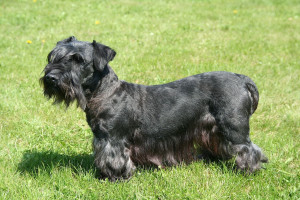 Meet the adorable Cesky Terrier! With their wavy and silky coat, these terriers are a sight to behold. Find the perfect breeder for your new furry companion on our website.