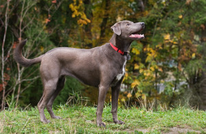 Discover the Grit and Grace of the Blue Lacy - Explore their strong work ethic and find reputable breeders to bring home this intelligent and tenacious dog!