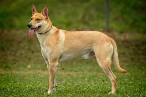The loyal and intelligent Carolina Dog is a rare breed native to the United States. Learn more about this fascinating breed and find reputable Carolina Dog breeders on our website.