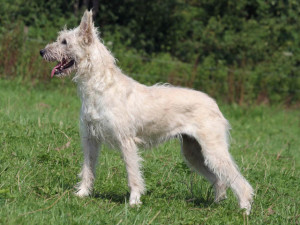 Discover the Brave and Loyal Bouvier des Ardennes - Learn about their versatile abilities and find responsible breeders to bring home this devoted and intelligent companion!