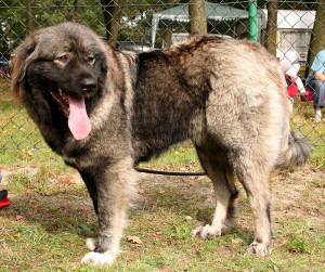 The mighty and majestic Caucasian Ovcharka - a loyal and fearless guardian of its family and home. Find reputable breeders and learn more about this impressive breed on our website.