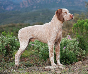 Discover the beauty of the Braque du Bourbonnais. These versatile hunting dogs have a gentle disposition and make loyal companions. Find your perfect pup from our list of reputable breeders.