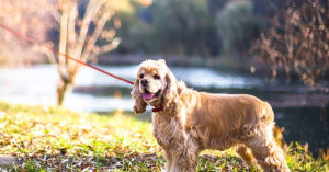Meet the American Cocker Spaniel - a loyal and loving companion! Find your perfect pup from our list of reputable breeders.
