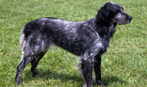 Meet the Sporting Elegance of the Blue Picardy Spaniel - Learn about their impressive hunting skills and affectionate personality, and find responsible breeders to bring home this loyal and devoted dog!