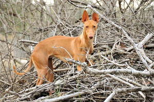 Meet the elegant and athletic Cirneco dell'Etna! This ancient breed hails from Sicily and is known for their grace, agility, and keen sense of smell. These affectionate and loyal dogs make great companions for active individuals and families. Find your perfect Cirneco dell'Etna puppy from our list of reputable breeders today!