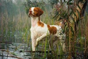 Meet the energetic and loyal Brittany - a versatile hunting dog and a beloved family companion. Browse our list of reputable Brittany breeders and find your perfect match today!