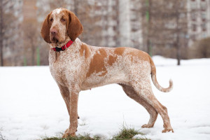 The Majestic Bracco Italiano - A Versatile Hunter and Loyal Companion". This breed is known for its regal appearance and versatile hunting abilities, making them an excellent choice for those looking for a loyal companion in the field and at home. Check out our list of reputable Bracco Italiano breeders to find your perfect match!