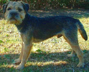 Experience the Charm of the Border Terrier - Learn about their affectionate personality and scruffy coat, and find responsible breeders to bring home this loyal and adventurous dog!