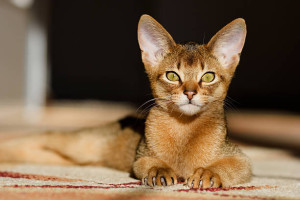 Discover the Elegance of Abyssinian Cats: Abyssinian cats are a Stunning Feline Companion, Exuding Grace and Charm!