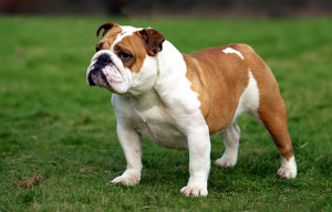 A loyal and affectionate Bulldog. Learn about this breed and find reputable Bulldog breeders on our website.
